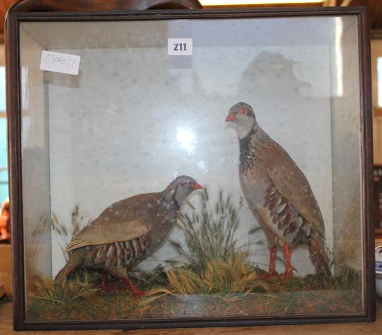 Taxidermy partridge